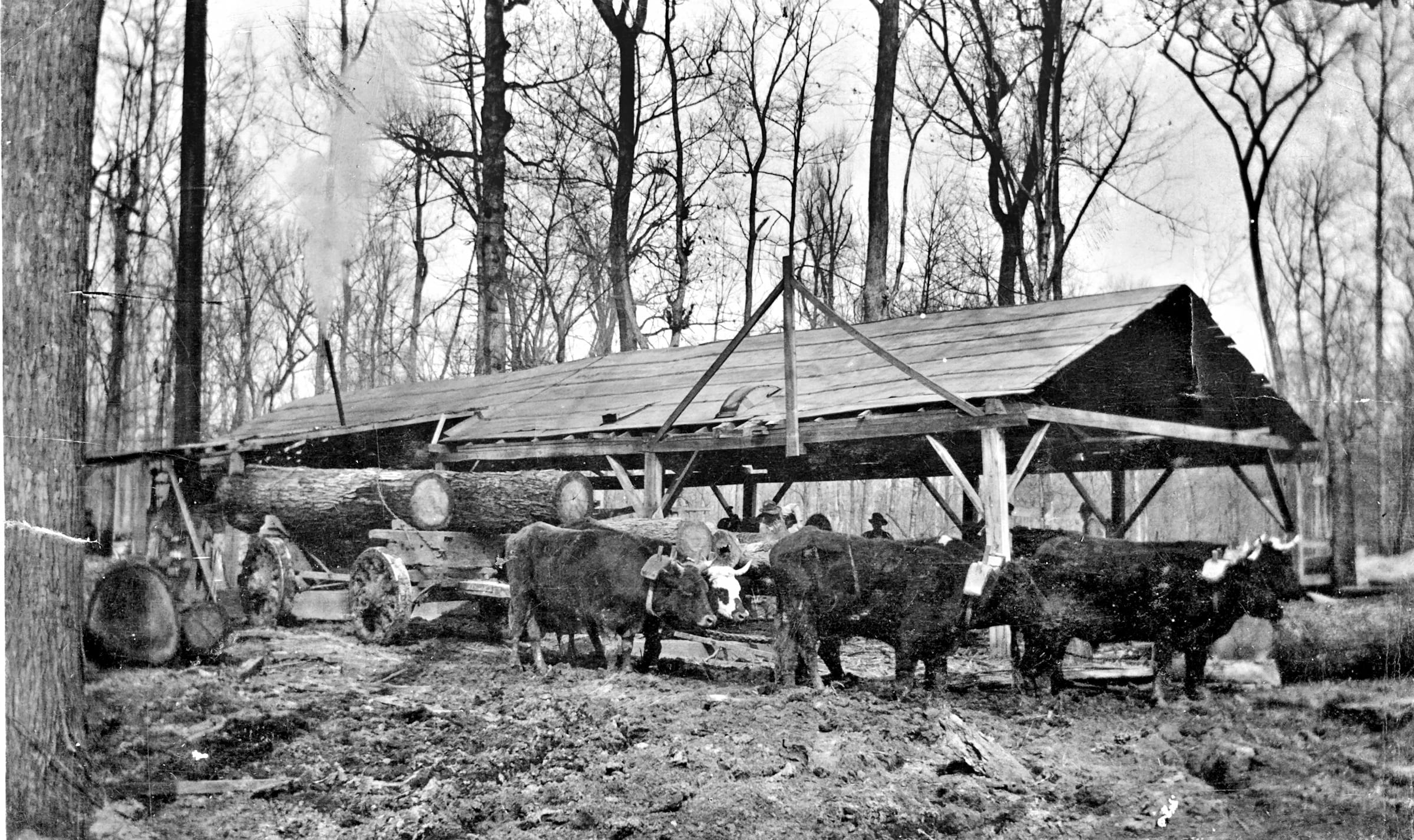 1924 – Logs at Bob Logan’s Mill